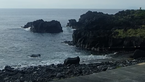 投稿についてもっと詳しく 8/16(土)　伊豆海洋公園で終日ファンダイビング