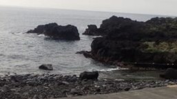 伊豆海洋公園でのダイビング風景。春濁りの中でもウミウシやネコザメに出会える豊かな海。